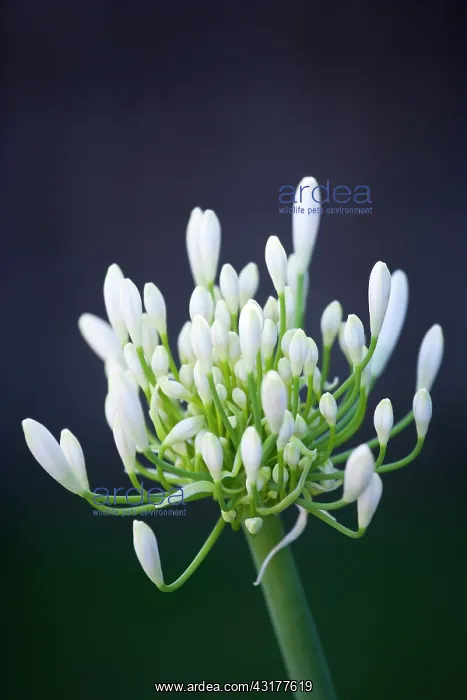 : Agapanthus africanus, Close view of white flowers : Agapanthus africanus, Close view of white flowers