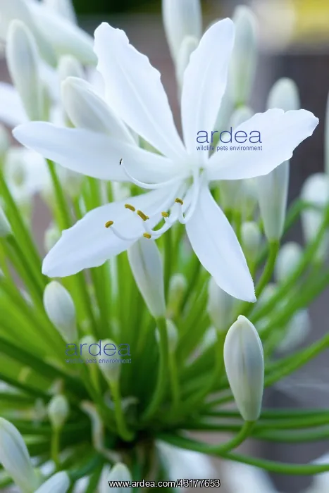 : Agapanthus africanus, Close view of a white flowers : Agapanthus africanus, Close view of a white flowers