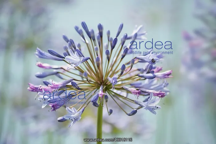 : Agapanthus, Agapanthus Blue Heaven, Close view : Agapanthus, Agapanthus Blue Heaven, Close view