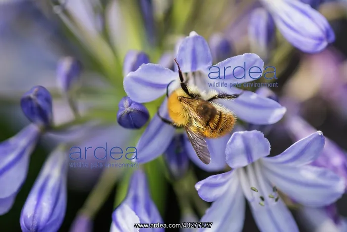 : Agapanthus, Agapanthus cultivar, Blue subject : Agapanthus, Agapanthus cultivar, Blue subject