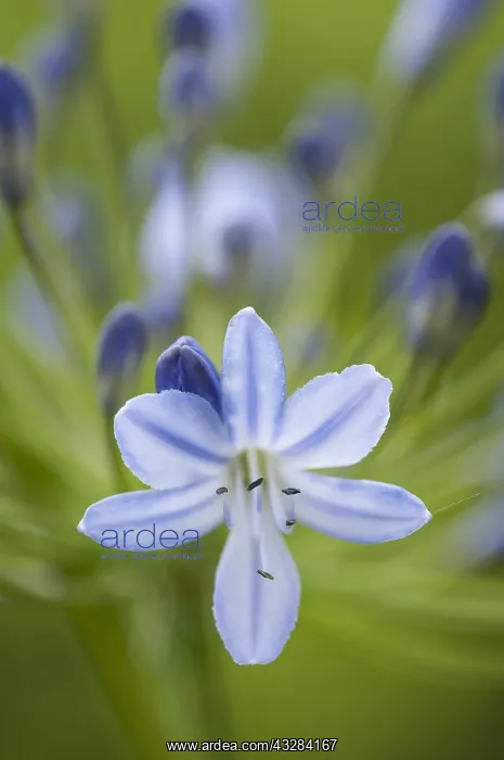 : Agapanthus, Agapanthus cultivar, Blue subject : Agapanthus, Agapanthus cultivar, Blue subject