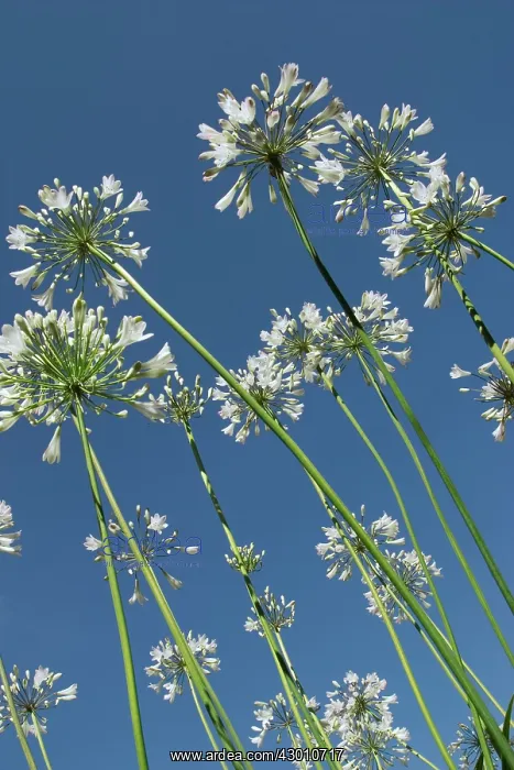 : Agapanthus Flowers : Agapanthus Flowers