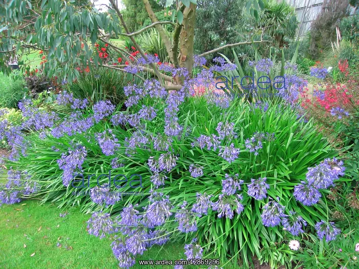  : Agapanthus in garden