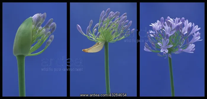 : Agapanthus, Studio shot of purple flower against : Agapanthus, Studio shot of purple flower against