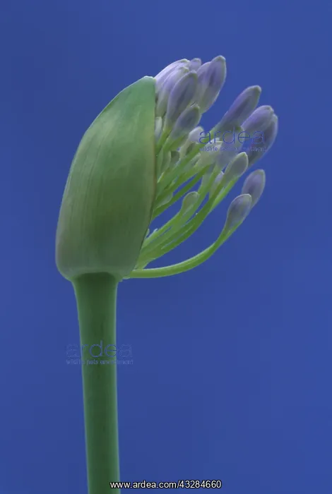 : Agapanthus, Studio shot of purple flower against : Agapanthus, Studio shot of purple flower against