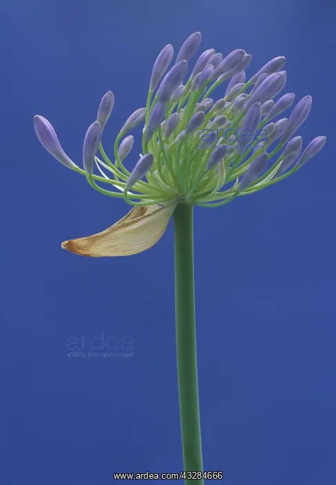 : Agapanthus, Studio shot of purple flower against : Agapanthus, Studio shot of purple flower against