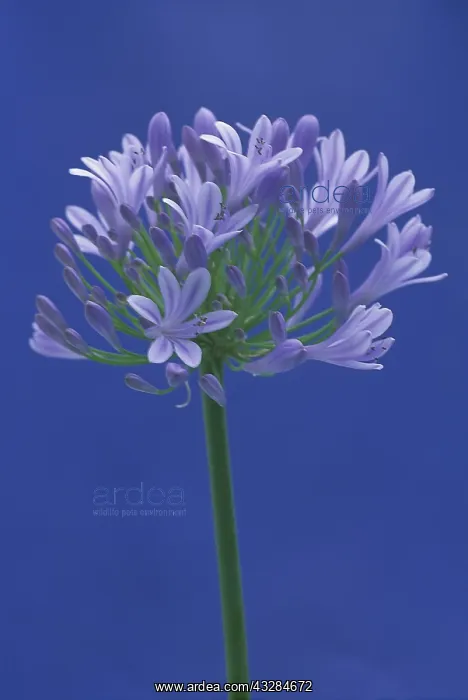 : Agapanthus, Studio shot of single flower against : Agapanthus, Studio shot of single flower against