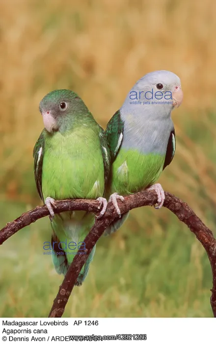 : (Agapornis cana). Madagascar Lovebirds : (Agapornis cana). Madagascar Lovebirds