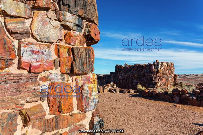 : Agate house, Petrified Forest National Park, Arizona : Agate house, Petrified Forest National Park, Arizona