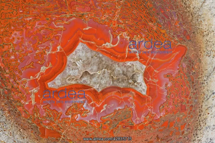 : Agatized Dinosaur Bone - Allosaur : Agatized Dinosaur Bone - Allosaur
