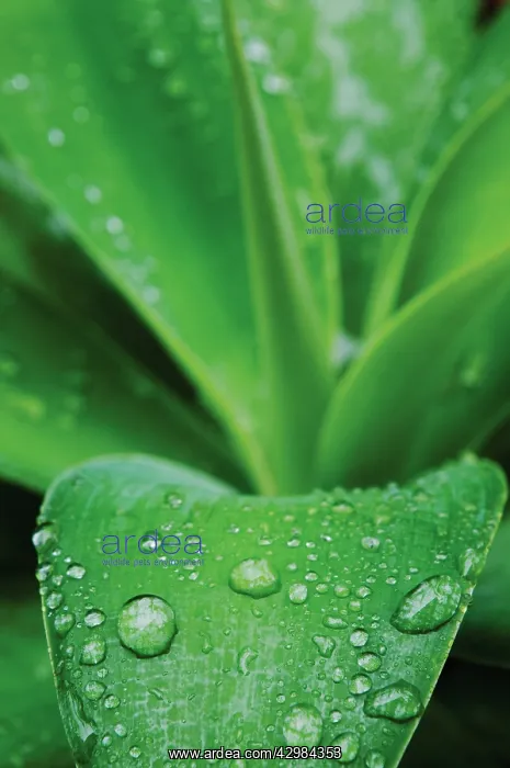 : Agave : Agave