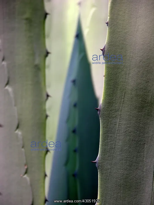 : Agave : Agave