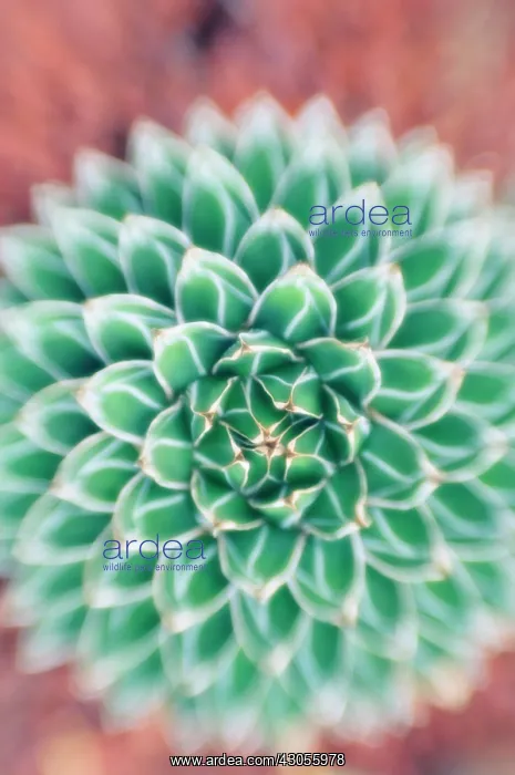 : Agave : Agave