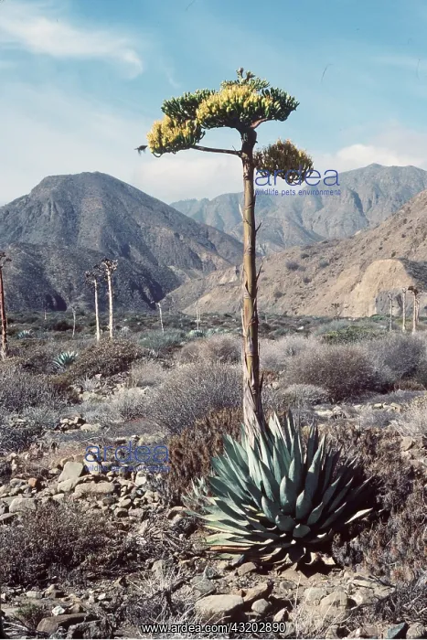 : AGAVE : AGAVE