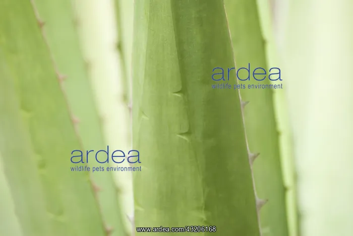 : Agave : Agave