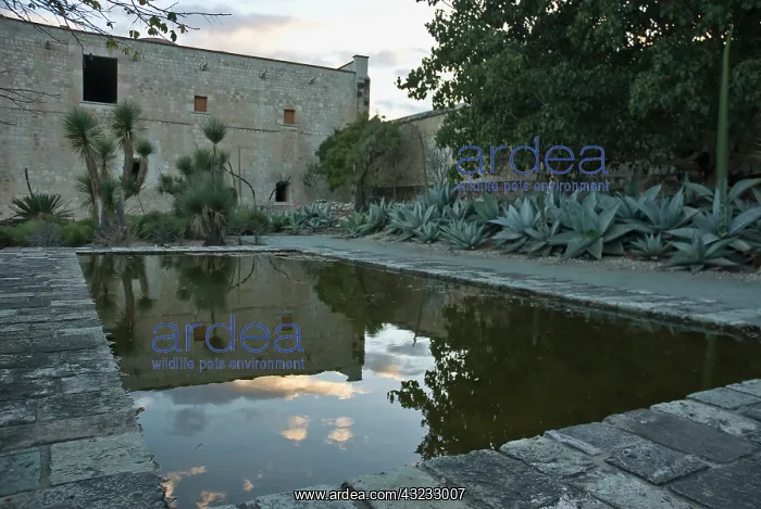 : Agave : Agave