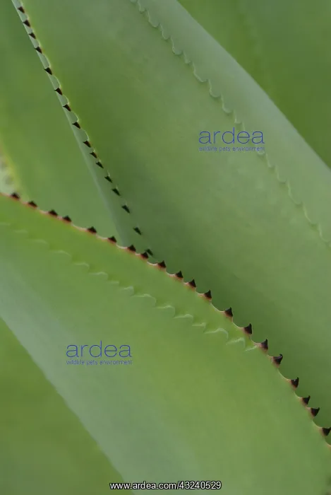 : Agave : Agave