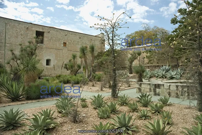 : Agave : Agave