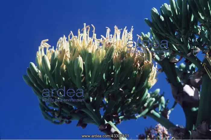 : AGAVE : AGAVE