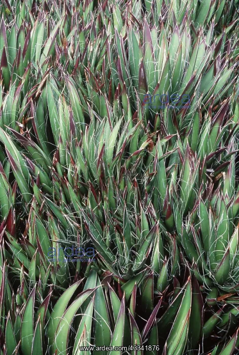 : AGAVE : AGAVE