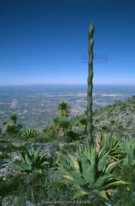 : Agave. Agave : Agave. Agave