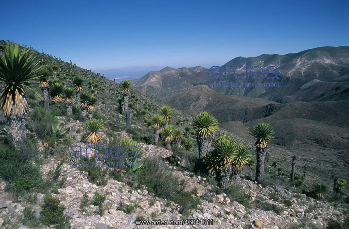 : Agave. Agave : Agave. Agave