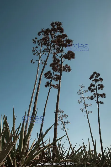 : Agave. Agave : Agave. Agave