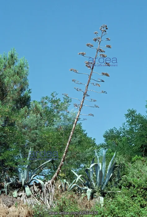  : Agave (Agave americana)