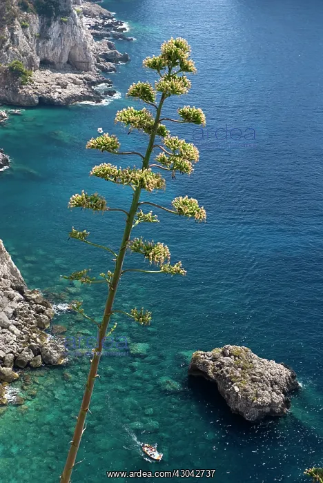 : Agave, Agave americana : Agave, Agave americana