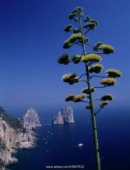 : Agave, Agave americana : Agave, Agave americana