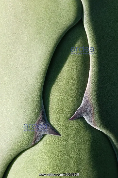 : Agave, Agave americana : Agave, Agave americana