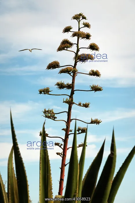 : Agave, Agave americana : Agave, Agave americana