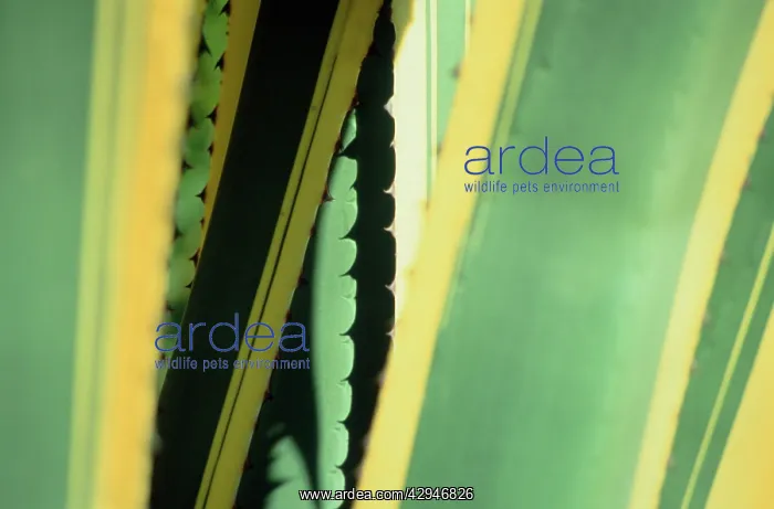  : Agave, Agave americana marginata