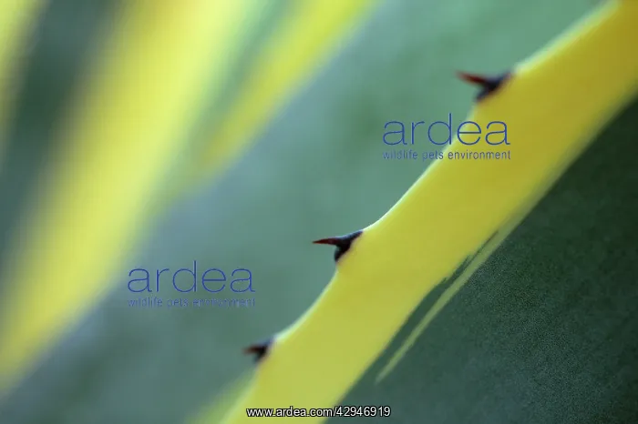 : Agave, Agave americana marginata : Agave, Agave americana marginata