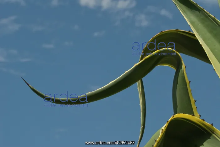 : Agave, Agave americana marginata : Agave, Agave americana marginata