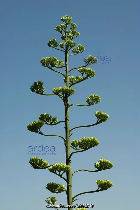 : Agave, Agave americana marginata : Agave, Agave americana marginata