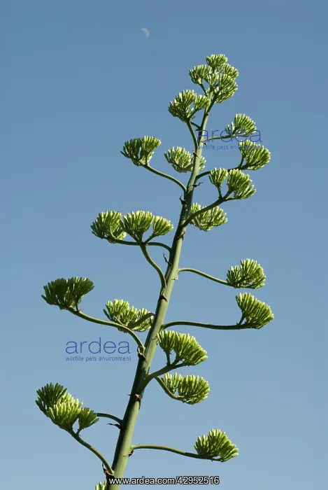 : Agave, Agave americana marginata : Agave, Agave americana marginata