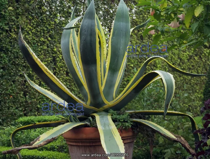 : Agave, Agave americana marginata : Agave, Agave americana marginata