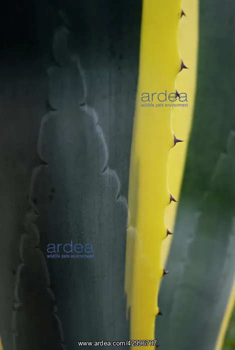 : Agave, Agave americana marginata : Agave, Agave americana marginata