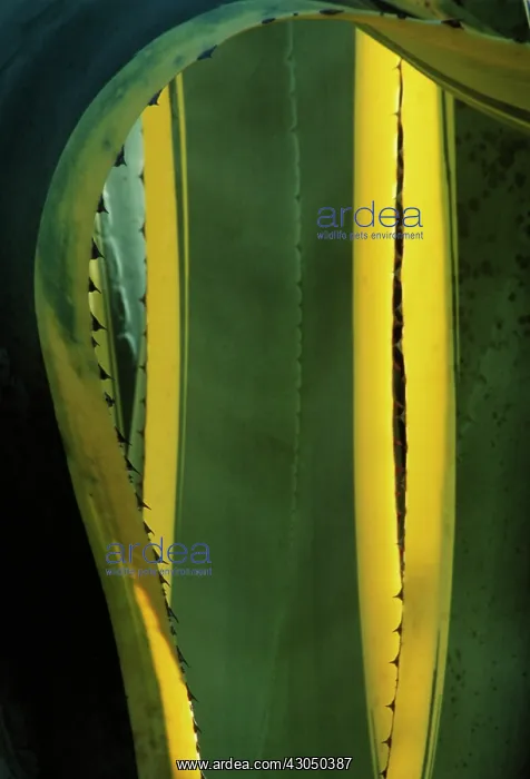 : Agave, Agave americana marginata : Agave, Agave americana marginata