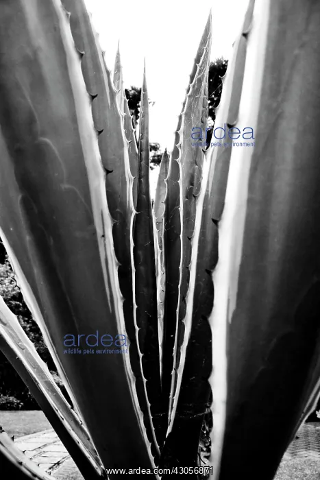 : Agave, Agave americana marginata : Agave, Agave americana marginata