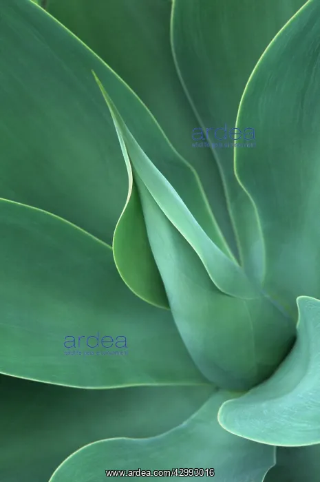 : Agave, Agave attenuata : Agave, Agave attenuata