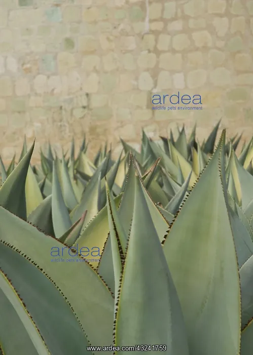 : Agave, Agave celsii : Agave, Agave celsii