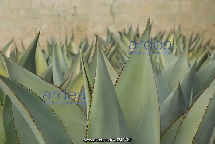 : Agave, Agave celsii : Agave, Agave celsii