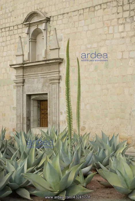 : Agave, Agave celsii : Agave, Agave celsii
