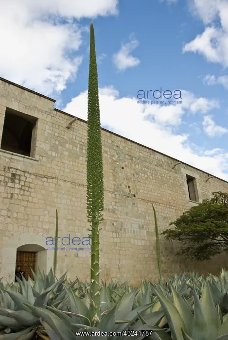 : Agave, Agave celsii : Agave, Agave celsii
