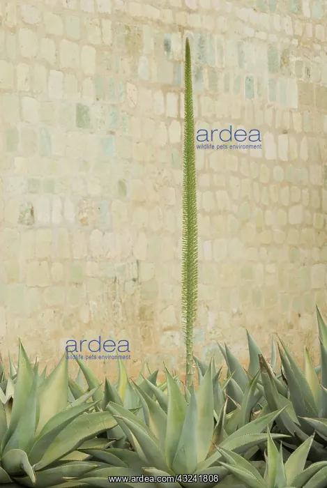 : Agave, Agave celsii : Agave, Agave celsii