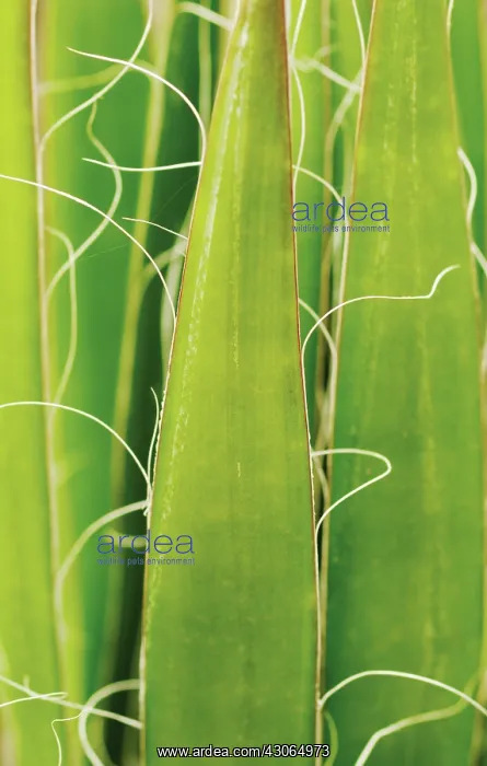 : Agave, Agave filifera : Agave, Agave filifera