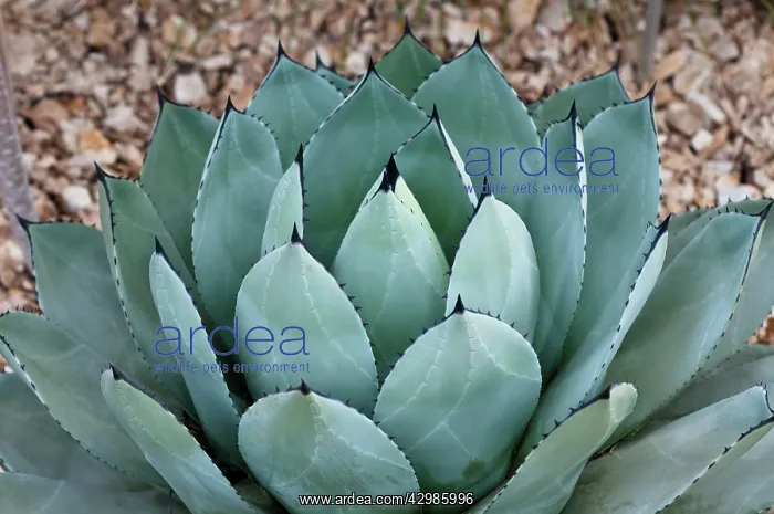 : Agave, Agave parryi : Agave, Agave parryi
