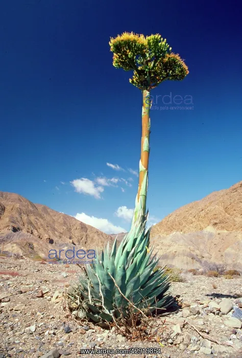 : AGAVE (Agave shawii ). Cedros Island, Baja Calif, Mexico : AGAVE (Agave shawii ). Cedros Island, Baja Calif, Mexico